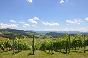 vinograd_hmeljčič